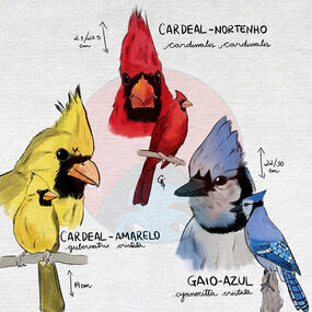 Cardeais / Gaio