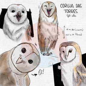 Coruja