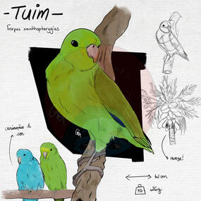 Tuim